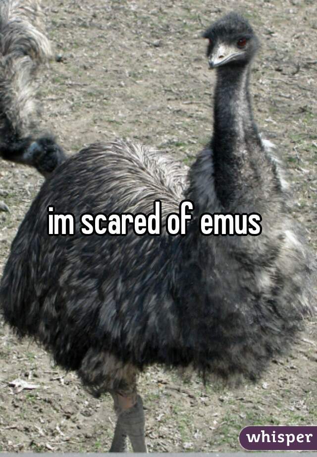 im scared of emus 