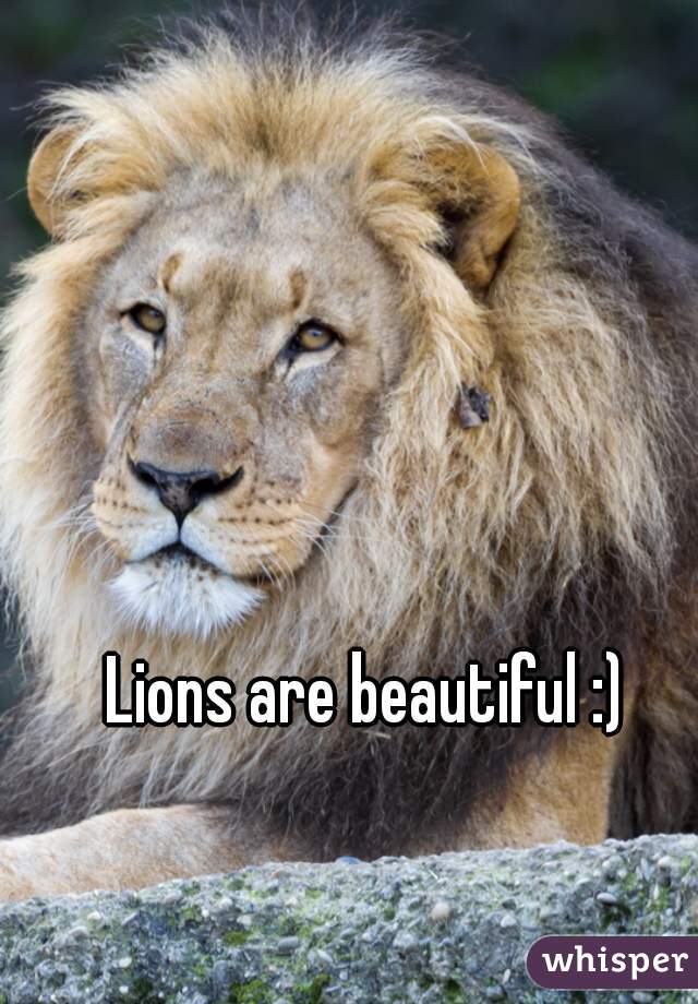 Lions are beautiful :)
