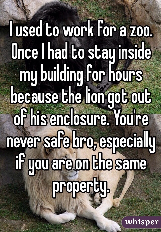 I used to work for a zoo. Once I had to stay inside my building for hours because the lion got out of his enclosure. You're never safe bro, especially if you are on the same property.