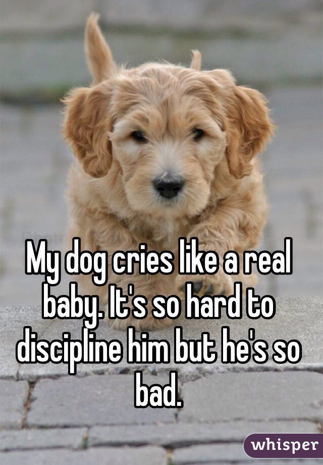My dog cries like a real baby. It's so hard to discipline him but he's so bad.