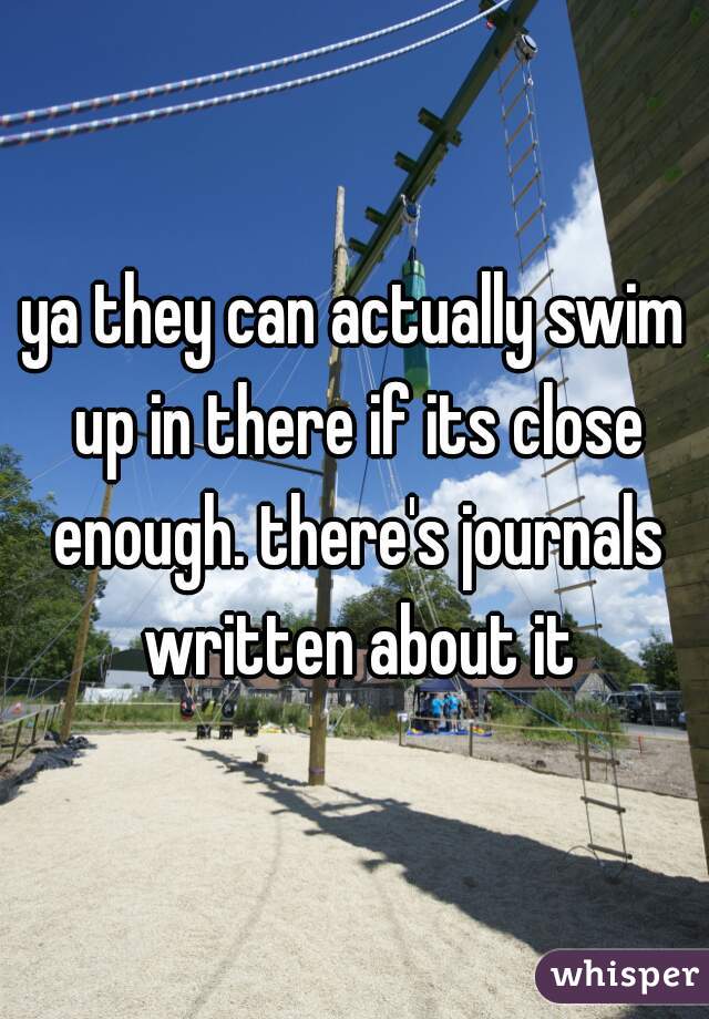 ya they can actually swim up in there if its close enough. there's journals written about it