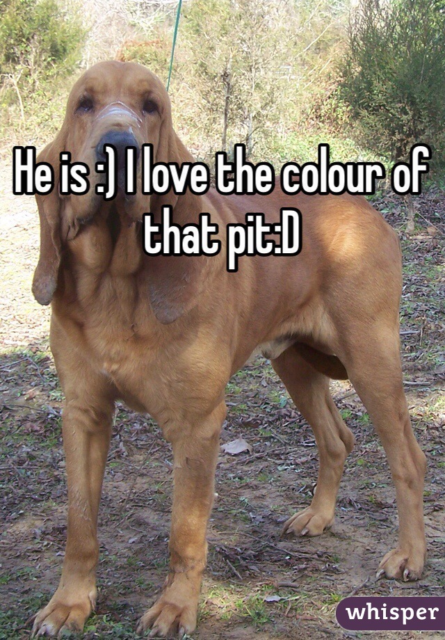 He is :) I love the colour of that pit:D 