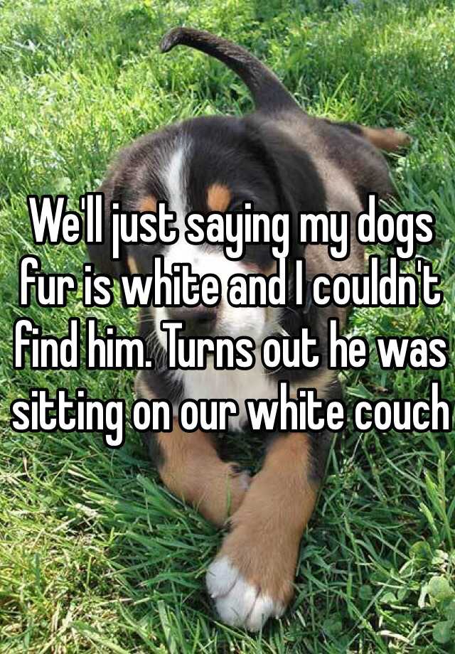 we-ll-just-saying-my-dogs-fur-is-white-and-i-couldn-t-find-him-turns