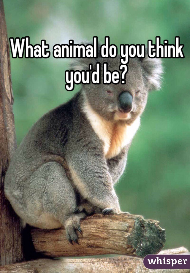 What animal do you think you'd be?