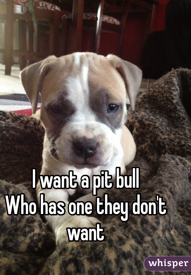 I want a pit bull 
Who has one they don't want 