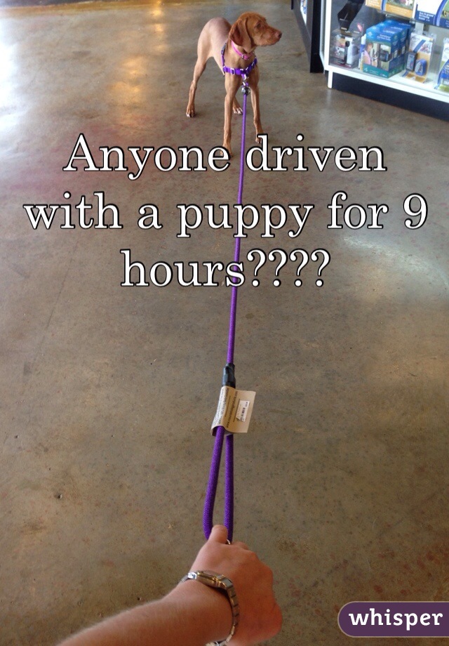 Anyone driven with a puppy for 9 hours????