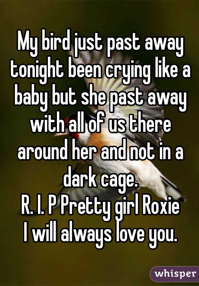 My bird just past away tonight been crying like a baby but she past away with all of us there around her and not in a dark cage. 
R. I. P Pretty girl Roxie
I will always love you.