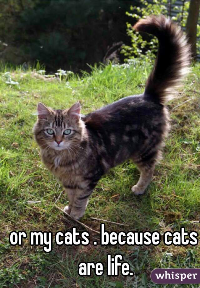 or my cats . because cats are life.