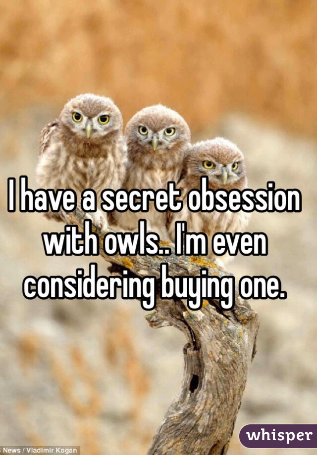 I have a secret obsession with owls.. I'm even considering buying one.