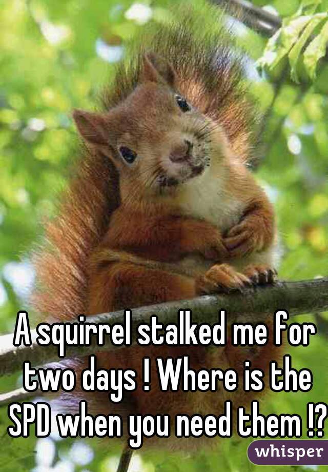 A squirrel stalked me for two days ! Where is the SPD when you need them !?