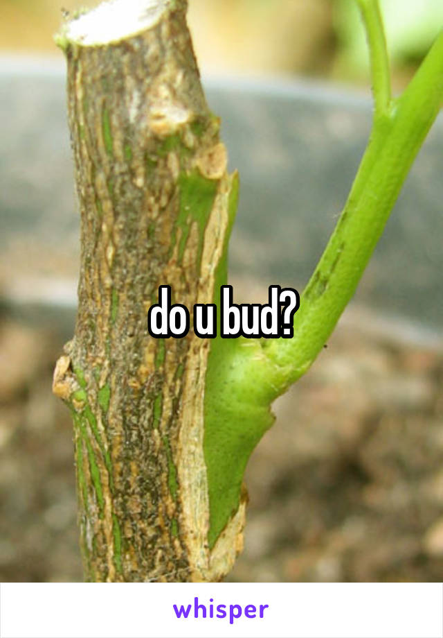 do u bud?