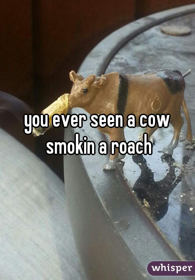 you ever seen a cow smokin a roach