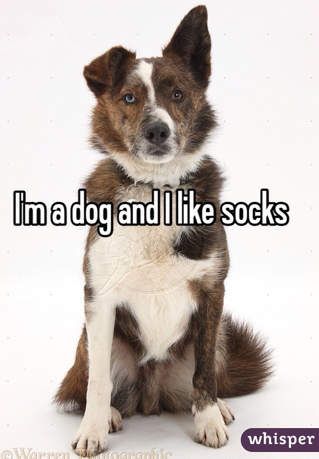 I'm a dog and I like socks