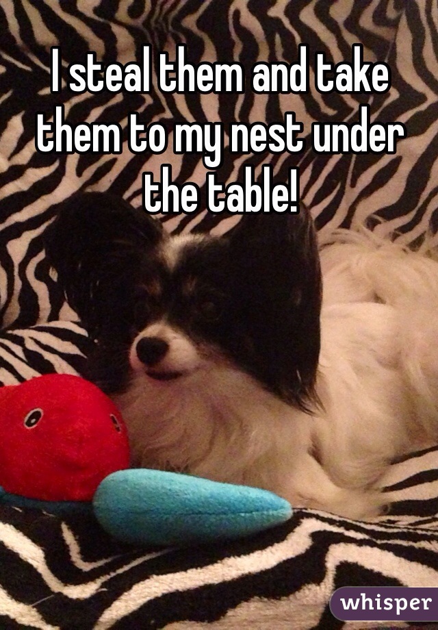 I steal them and take them to my nest under the table!