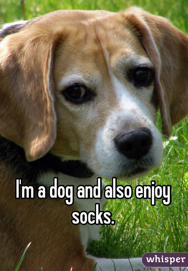 I'm a dog and also enjoy socks.