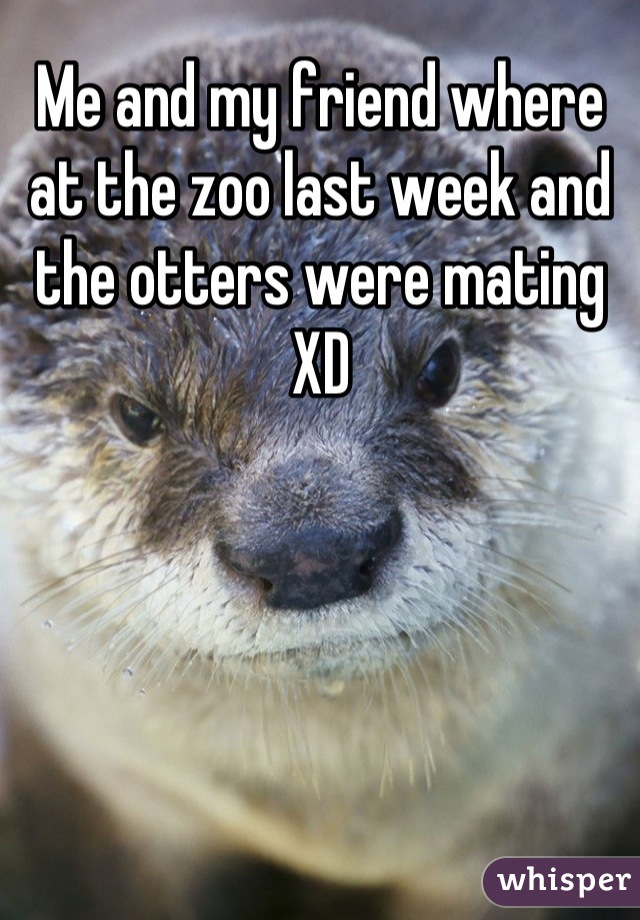 Me and my friend where at the zoo last week and the otters were mating XD
