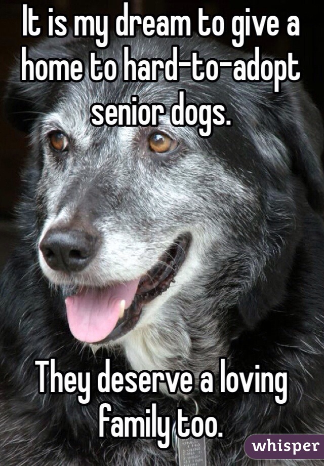 It is my dream to give a home to hard-to-adopt senior dogs. 





They deserve a loving family too. 