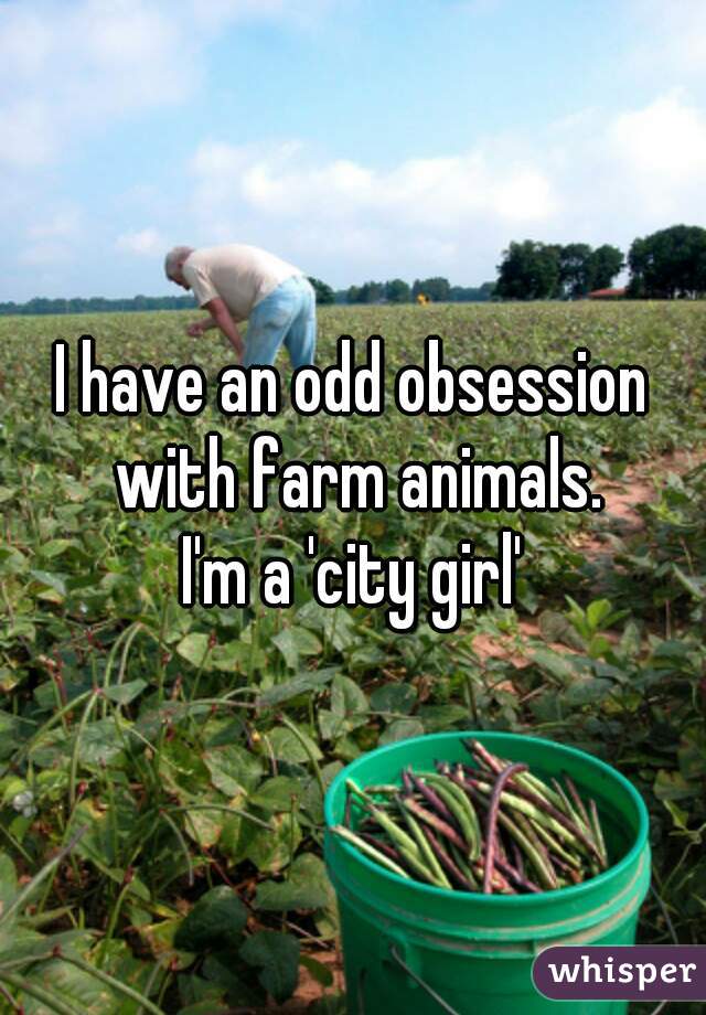 I have an odd obsession with farm animals.

I'm a 'city girl'