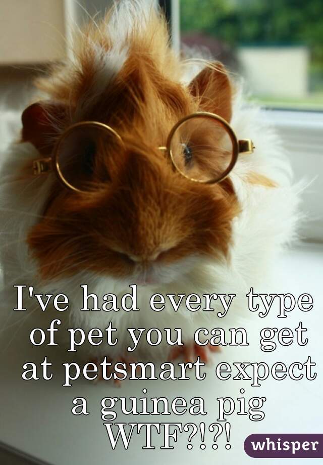 I've had every type of pet you can get at petsmart expect a guinea pig WTF?!?!
