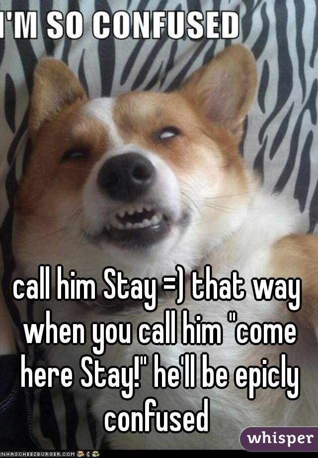 call him Stay =) that way when you call him "come here Stay!" he'll be epicly confused 