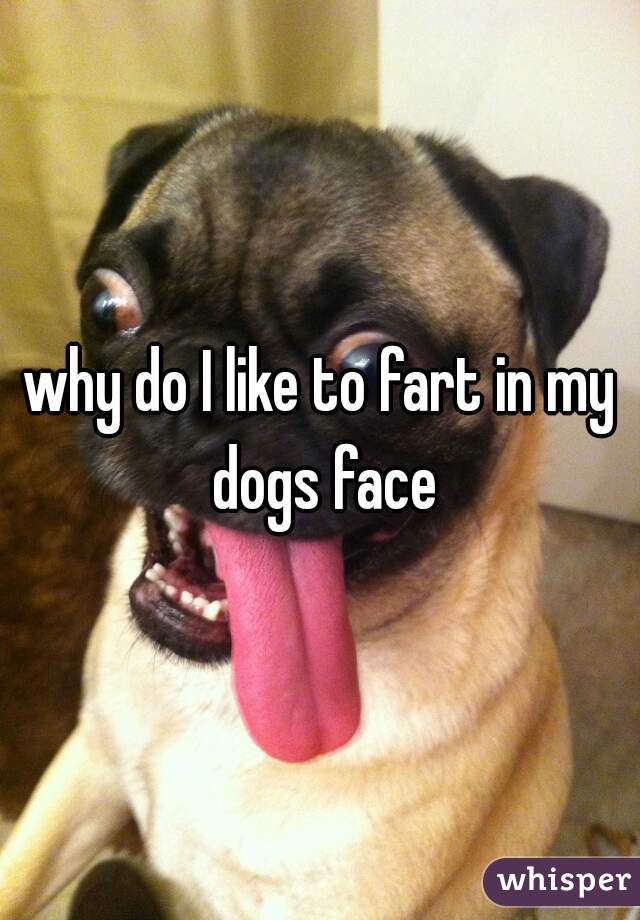 why-do-i-like-to-fart-in-my-dogs-face