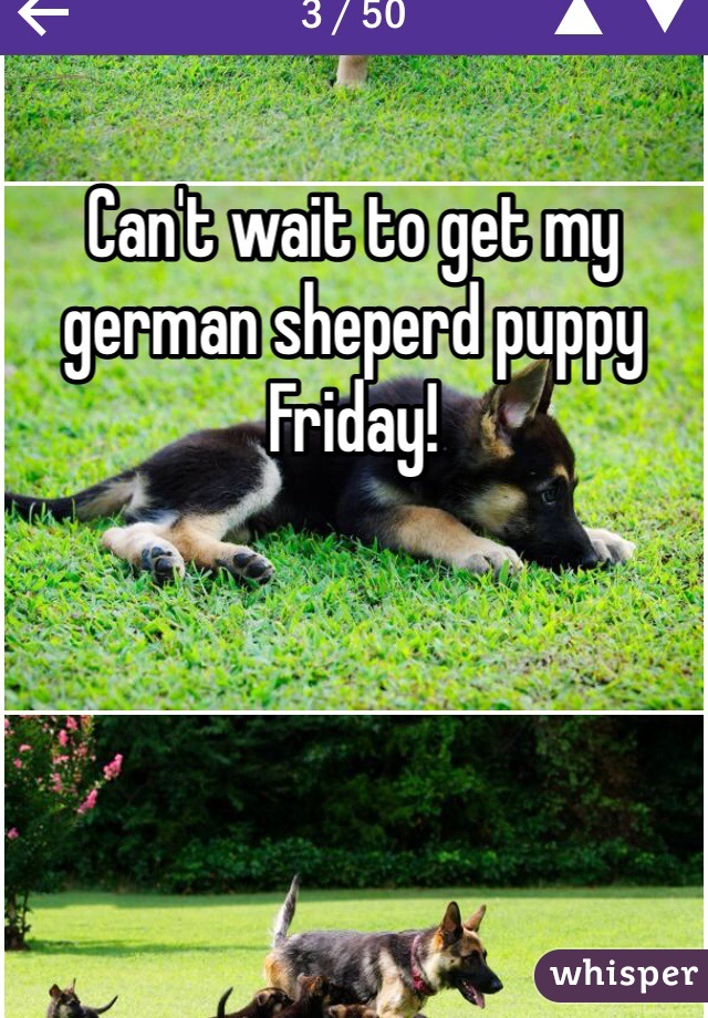 Can't wait to get my german sheperd puppy Friday!