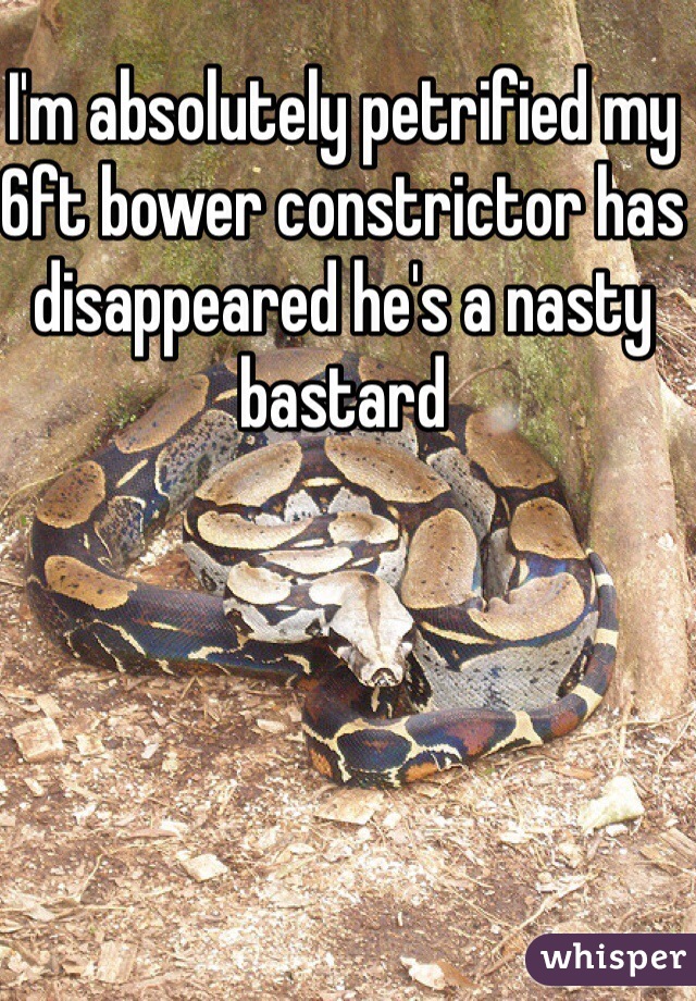 I'm absolutely petrified my 6ft bower constrictor has disappeared he's a nasty bastard
