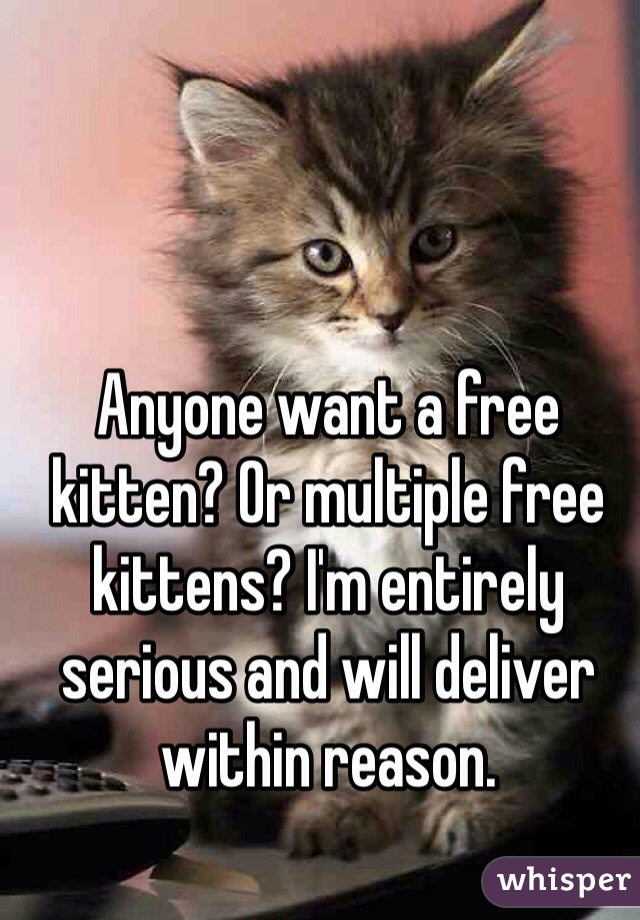 Anyone want a free kitten? Or multiple free kittens? I'm entirely serious and will deliver within reason.