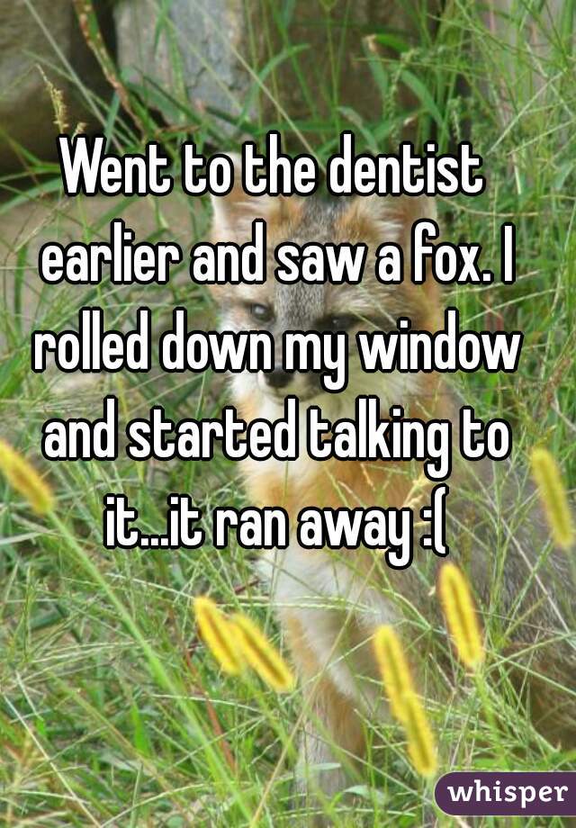 Went to the dentist earlier and saw a fox. I rolled down my window and started talking to it...it ran away :(