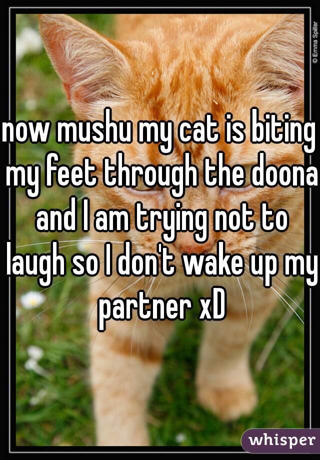 now mushu my cat is biting my feet through the doona and I am trying not to laugh so I don't wake up my partner xD