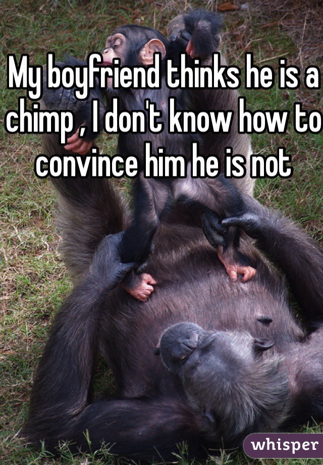 My boyfriend thinks he is a chimp , I don't know how to convince him he is not 