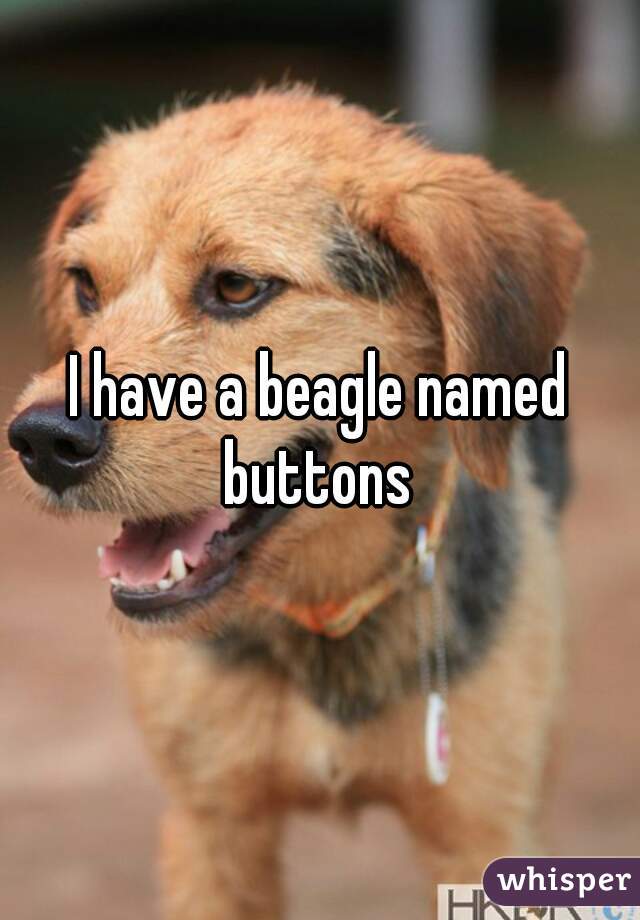 I have a beagle named buttons 
