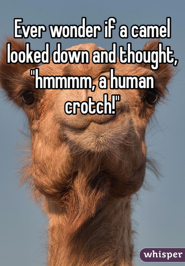 Ever wonder if a camel looked down and thought, "hmmmm, a human crotch!"