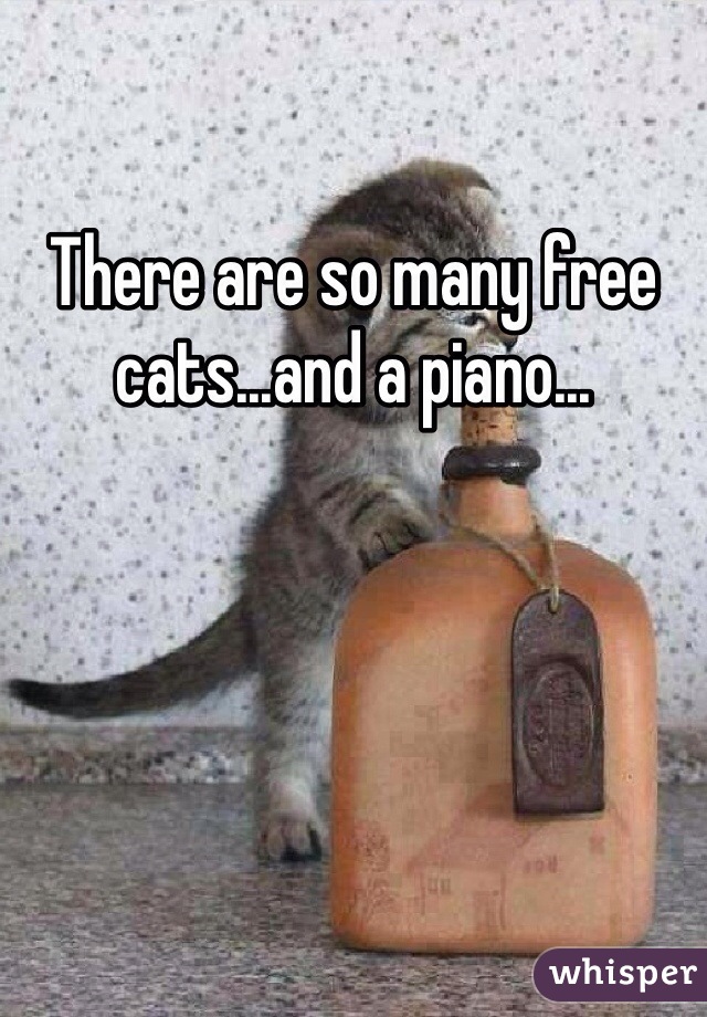 There are so many free cats...and a piano...
