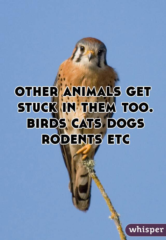 other animals get stuck in them too. birds cats dogs rodents etc
