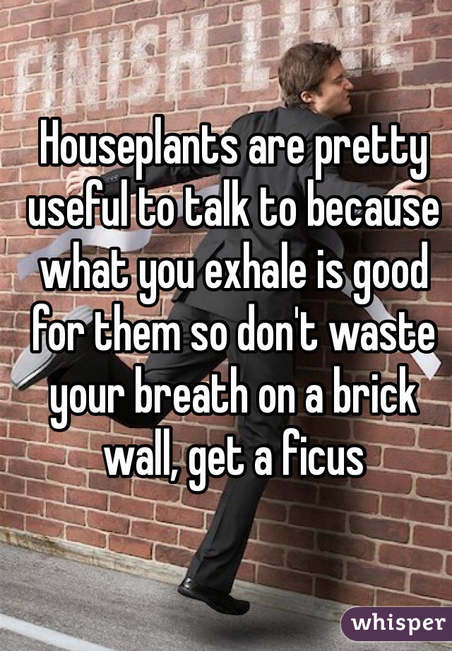 Houseplants are pretty useful to talk to because what you exhale is good for them so don't waste your breath on a brick wall, get a ficus