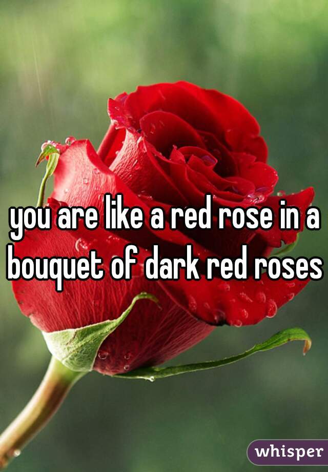 you are like a red rose in a bouquet of dark red roses 