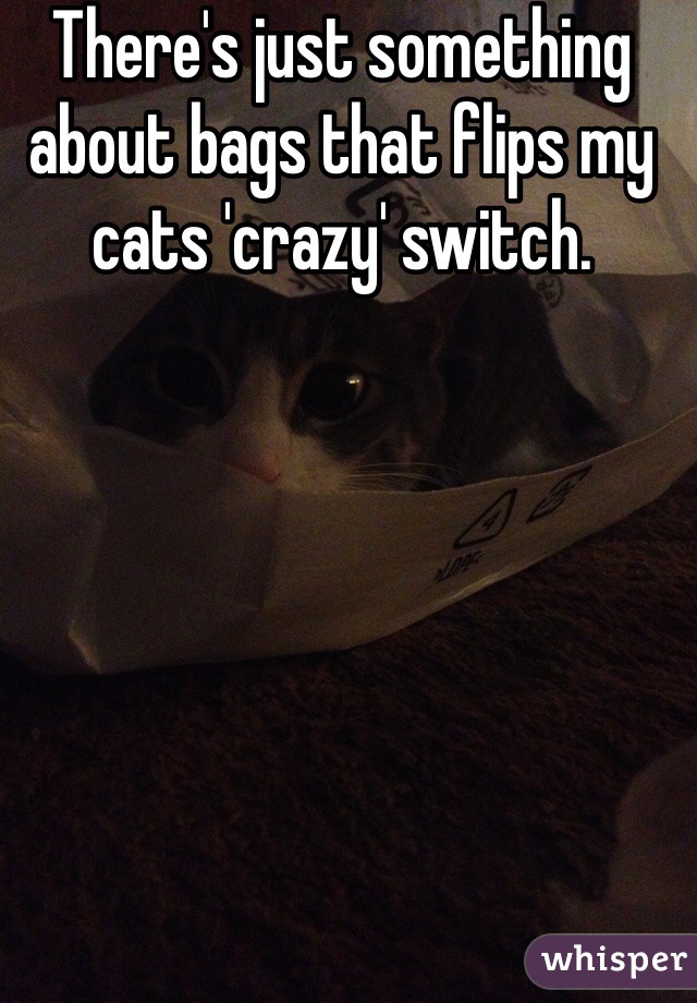 There's just something about bags that flips my cats 'crazy' switch.