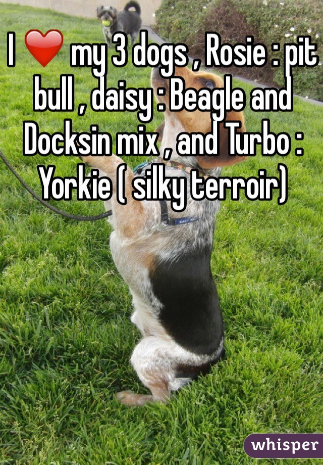 I ❤️ my 3 dogs , Rosie : pit bull , daisy : Beagle and Docksin mix , and Turbo : Yorkie ( silky terroir)