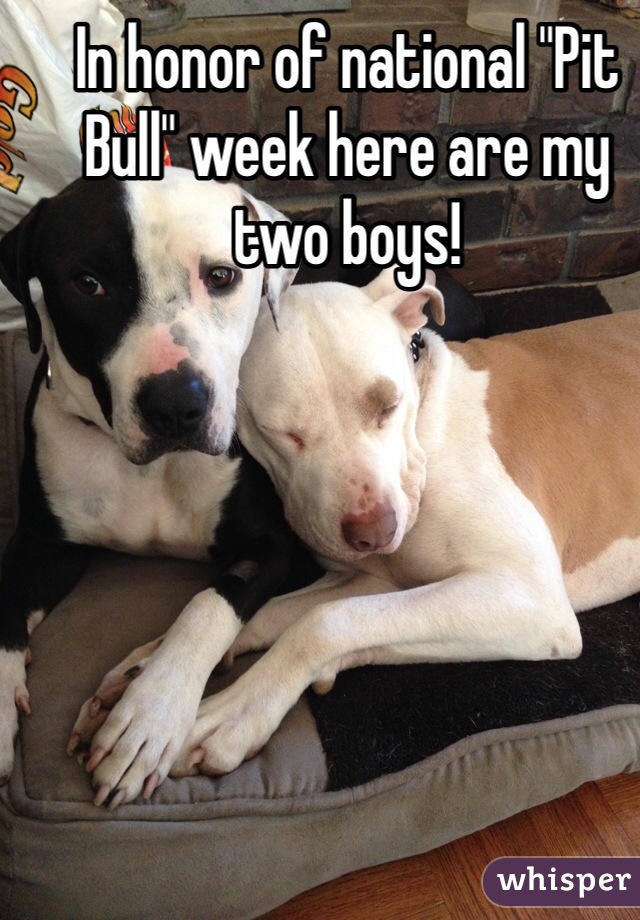 In honor of national "Pit Bull" week here are my two boys!