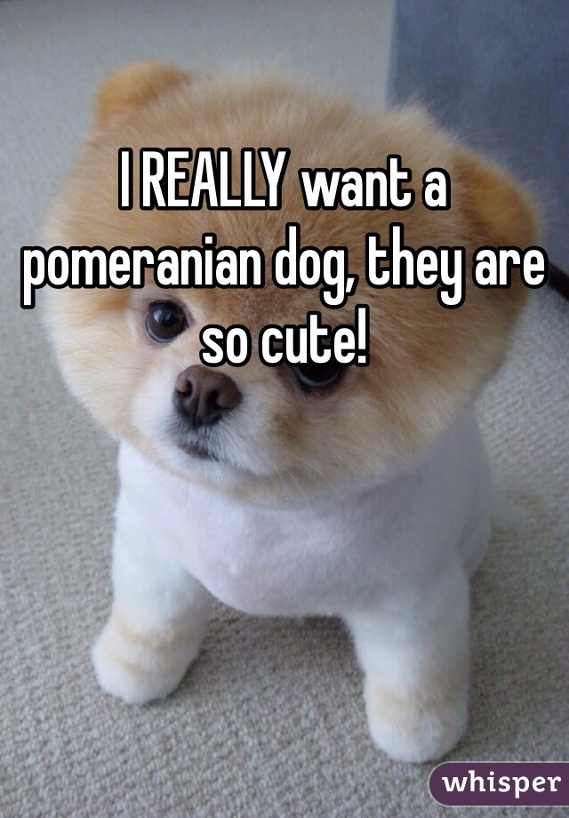 I REALLY want a pomeranian dog, they are so cute!