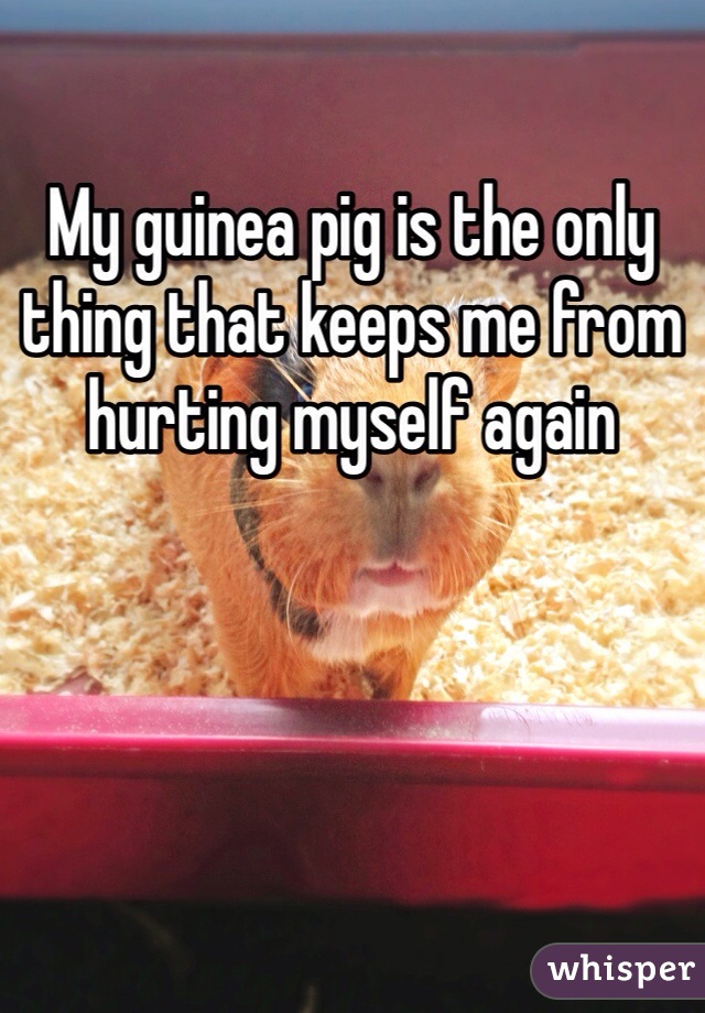 My guinea pig is the only thing that keeps me from hurting myself again