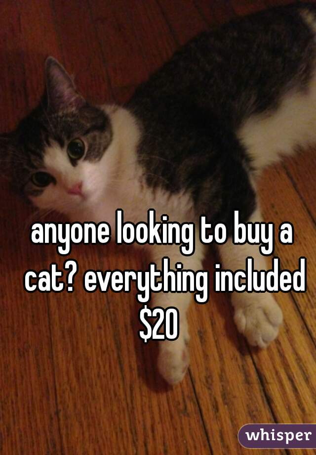 anyone looking to buy a cat? everything included $20  