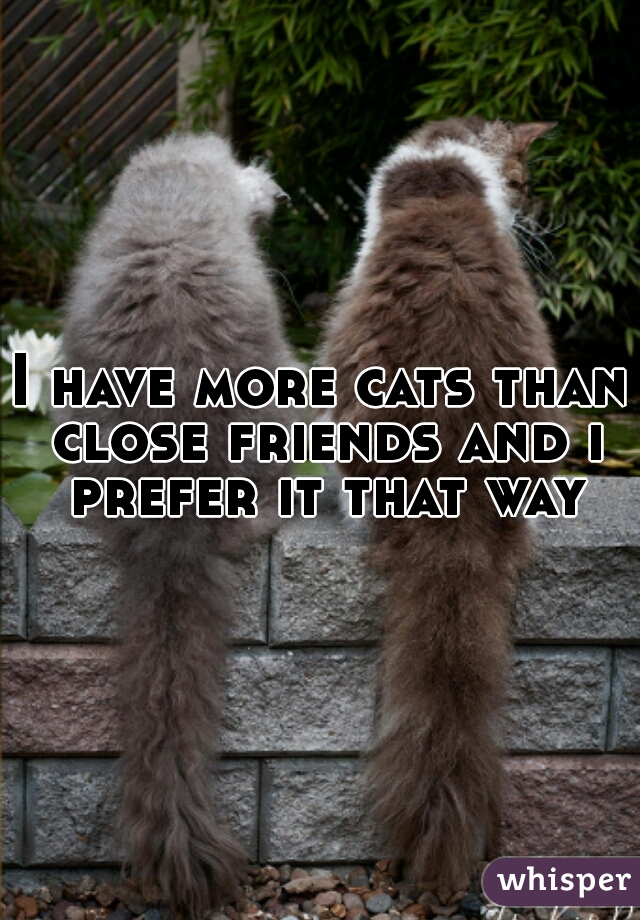 I have more cats than close friends and i prefer it that way