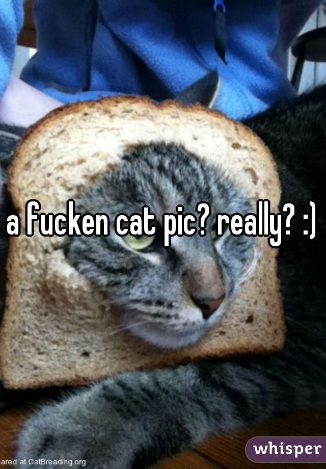 a fucken cat pic? really? :)