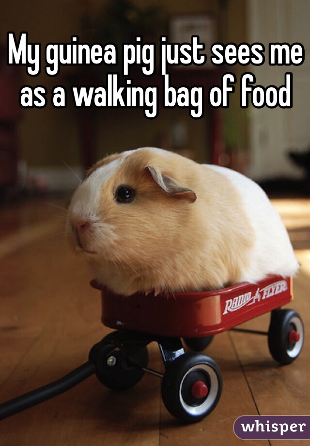My guinea pig just sees me as a walking bag of food