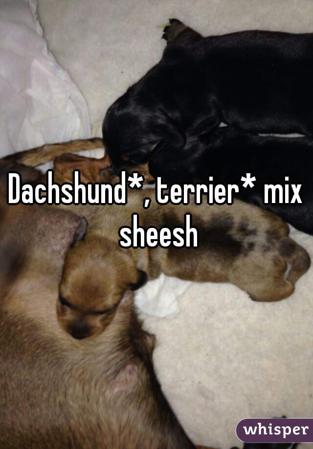 Dachshund*, terrier* mix sheesh