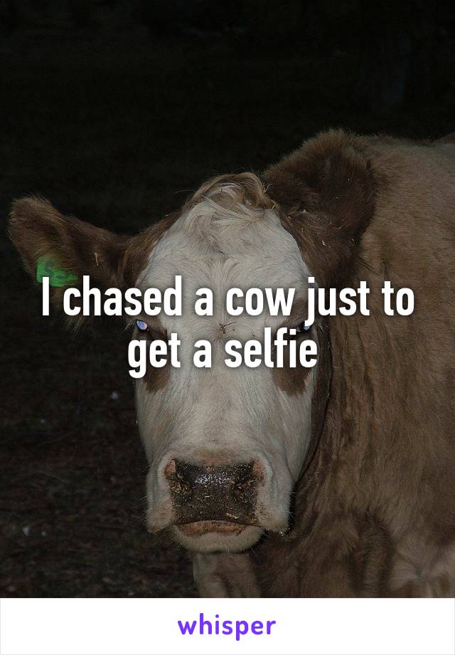 I chased a cow just to get a selfie 