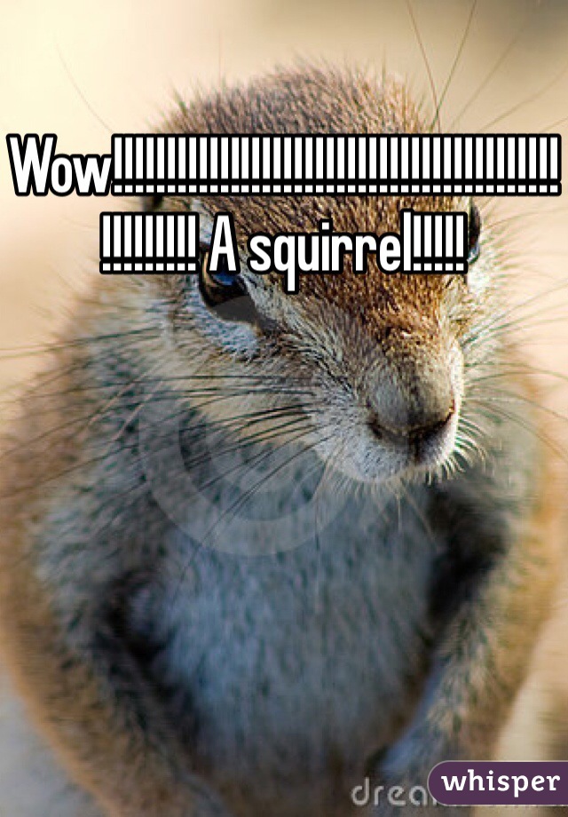 Wow!!!!!!!!!!!!!!!!!!!!!!!!!!!!!!!!!!!!!!!!!!!!!!!!!!! A squirrel!!!!!