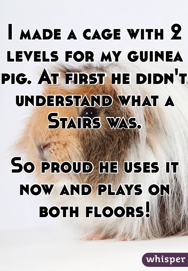 I made a cage with 2 levels for my guinea pig. At first he didn't understand what a Stairs was.

So proud he uses it now and plays on both floors!
